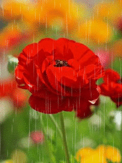 1320850.gif