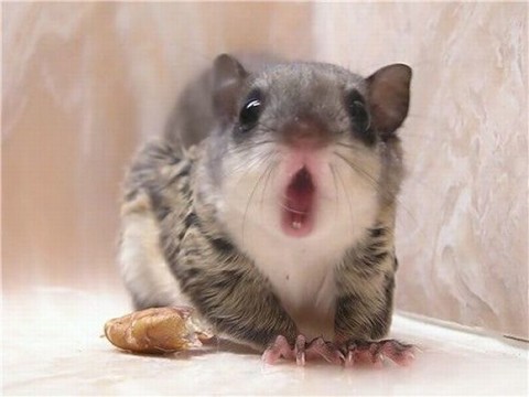 55 the most fun animals.jpg