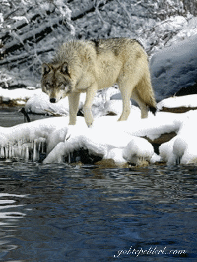 volk u vodopoja-.gif