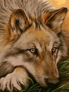 Volk.swf