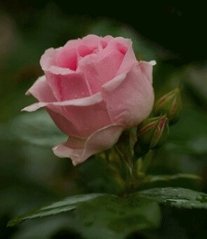 2a28194e2f27163cf94fa8c00e348503.gif