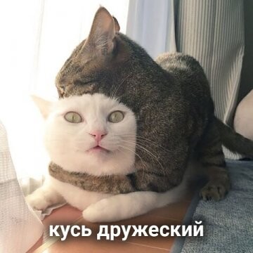 90127144 f 0 360 0.jpg