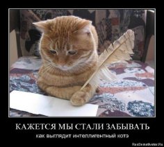 Котэ интеллигент