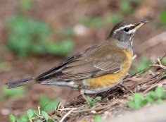 Неизвестный - Дрозд оливковый 2 (Turdus obscurus)