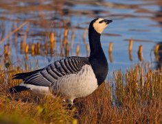 Неизвестный - Казарка белощёкая 1 (Branta leucopsis)