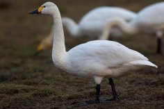 Неизвестный - Лебедь американский 2 (Cygnus columbianus)