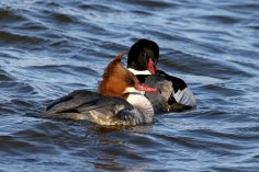 Неизвестный - Крохаль большой 2 (Mergus merganser)