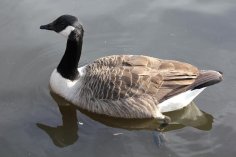 Неизвестный - Казарка канадская 1 (Branta canadensis)