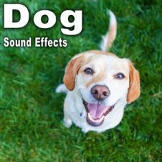 The Hollywood Edge Sound Effects Library - Wolf Lets out High Pitched Whimper Followed by a Short Whiny Growl