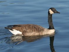 Неизвестный - Казарка канадская 2 (Branta canadensis)