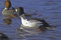 Неизвестный - Гоголь 1 (Bucephala clangula)