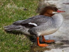 Неизвестный - Крохаль большой 1 (Mergus merganser)