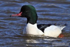 Неизвестный - Крохаль большой 3 (Mergus merganser)