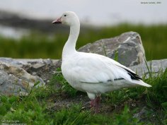 Monty Brigham - Гусь белый 2 (Anser caerulescens)