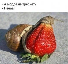 Морда не треснет?