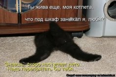 Ты жива ещё, котлета?