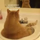 *