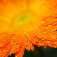 Image (58)