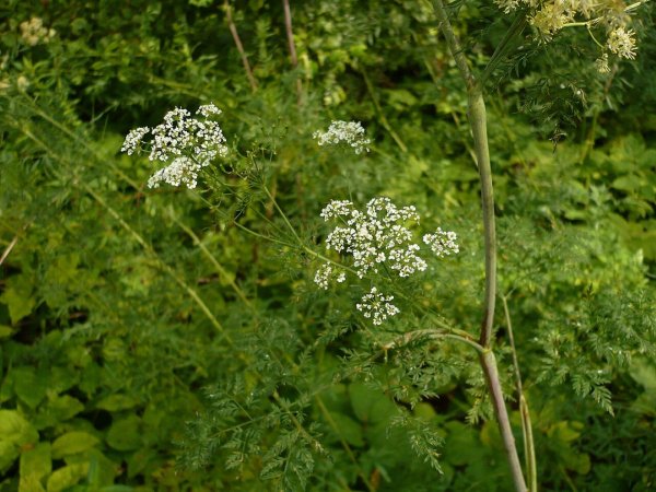 Бутень клубненосный (Chaerophyllum bulbosum)