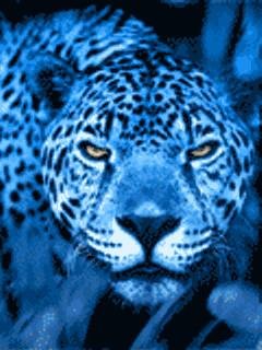 Leopard XP