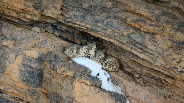 SnowLeopard ROW0153710664 UHD