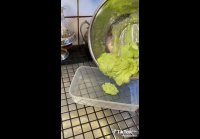Намазка из чесночных усиков