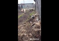 Нижняя Пойма, 29.05.2026 г.