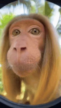 Monkey