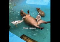 Юмор в зоопарке