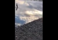 Папина радость растет!