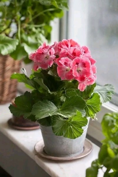 file_103170009