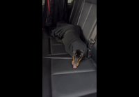 video_99683240