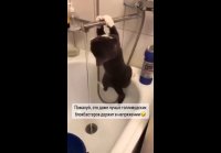 video_104841835