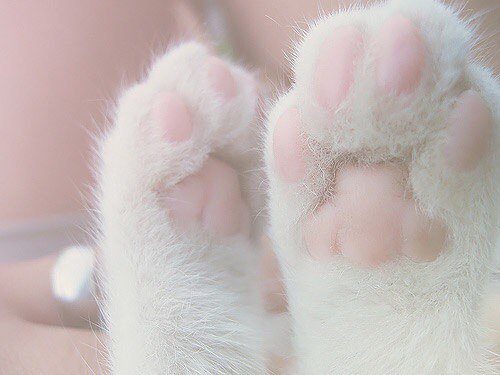 file_102851412