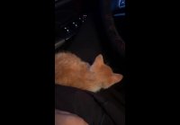 video_99925800