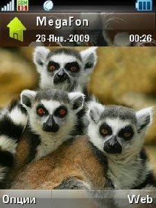 LEMUR FAMiLY..