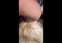 video_105179974