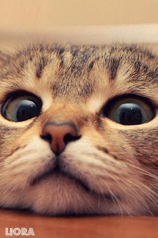 file_79504193