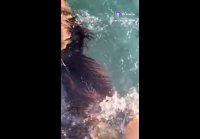video_109851437