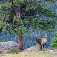 Elkbuglingrmnp gettyimages-2173003457 3840x2160