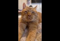 Pepethegingercat 1777226589500