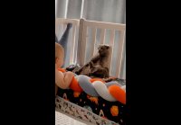 video_109788599