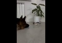 Попросили приглядеть за мелким )