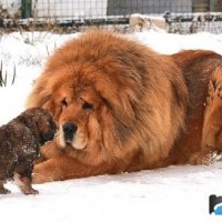 Тибетский мастиф (3)