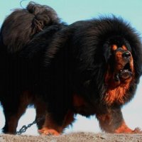Тибетский мастиф