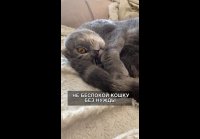 video_109832988