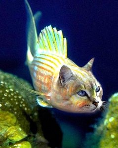 Fantasy Animals