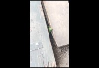 video_105526752