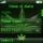 Weed