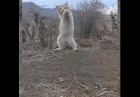 Кот - царь зверей